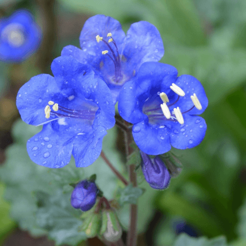 Bluebells