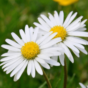 Daisies Daisies