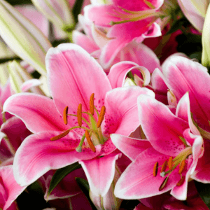 Lilies Lilies