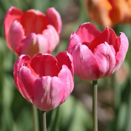 Tulip Daisies